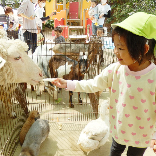 羊に餌をあげる園児