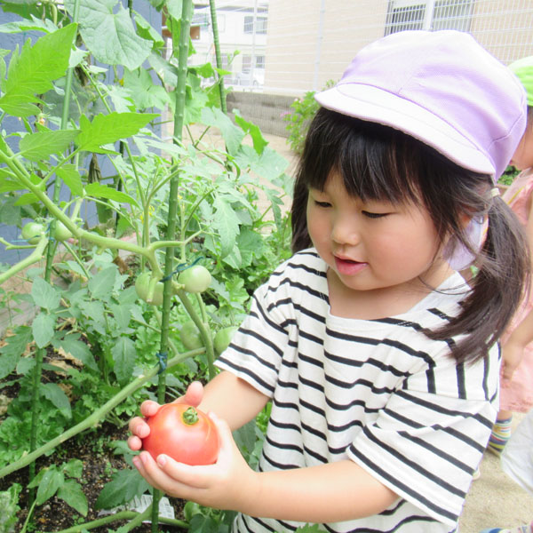 トマトを収穫する園児