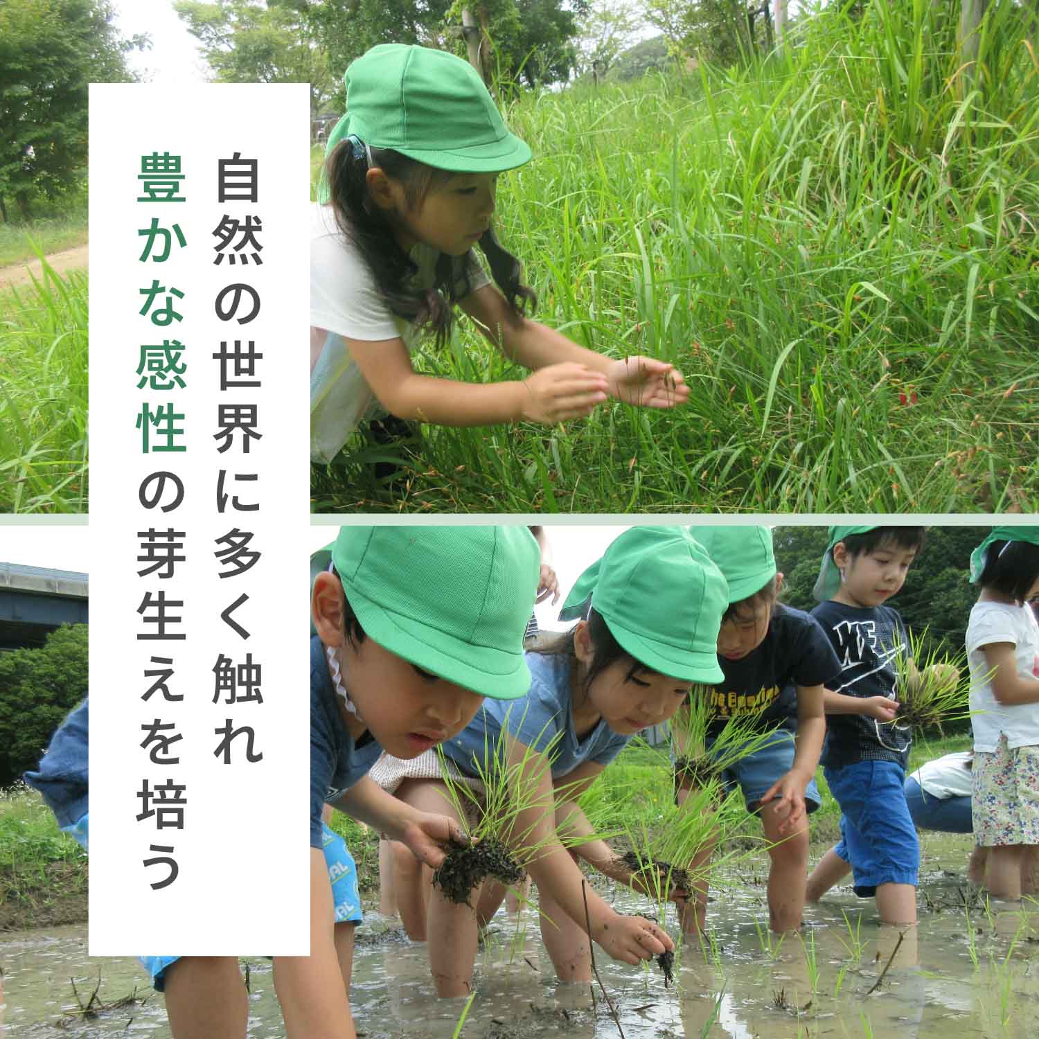 自然の世界に多く触れ豊かな感性の芽生えを培う