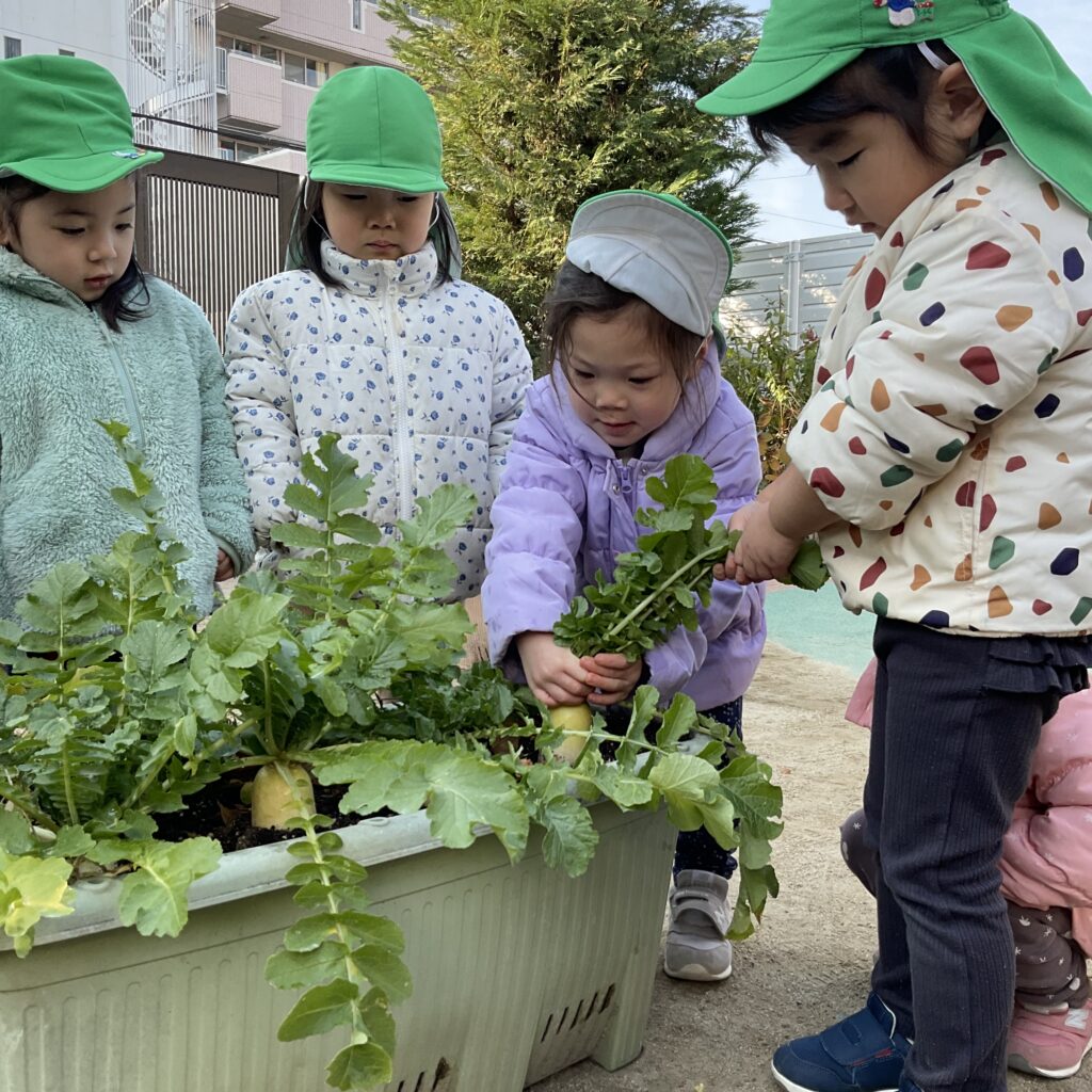 　秋から育てていたチンゲンサイと大根の収穫を行いました。
　力強く引き抜いていく中で、野菜の大きさ、形、土の匂いな様々なことを感じ取ることができました。
　その後は、実際に調理を行い、みんなで食べてみる体験を通して、野菜本来の旨味や甘みだけでなく、大きく育った達成感も感じることができましたよ。
　